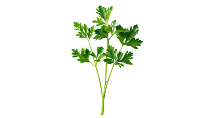 parsley