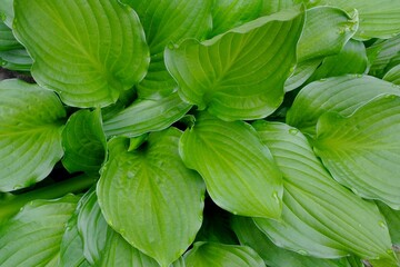 ギボウシの若葉