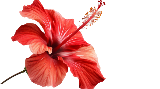 red hibiscus 