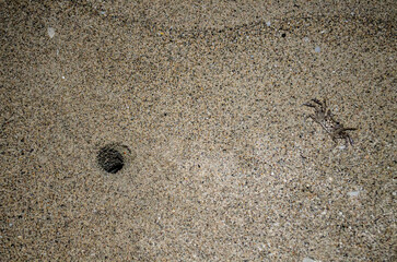 crab on the beach