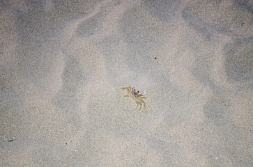 crab on the beach