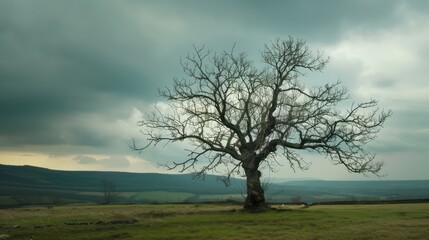 tree with branches that have no leaves