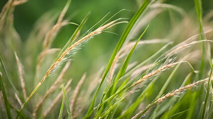 close up of green grass