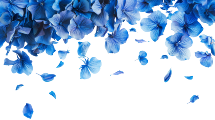  blue flowers and petals