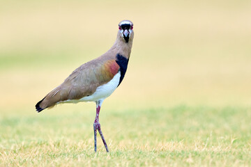 Southern Lapwing, (Vanellus chilensis), posing in the grass in the Rio Grande Valley, Texas.