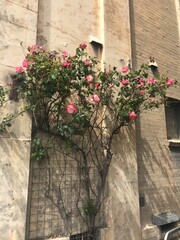 Beautiful flowers growing on the wall of a building