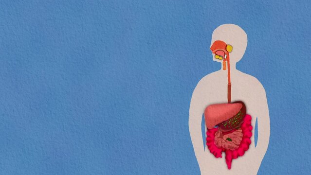 Digestive system Background for adding text : Cute Hand Painting Illustration with Paper Texture