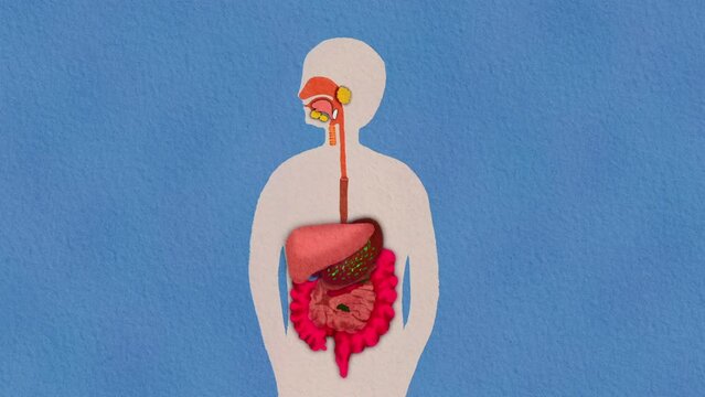 Digestive system : Cute Hand Painting Illustration with Paper Texture