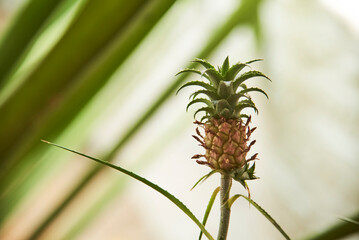 Tropical fruit crop, small pineapple growing on its plant.