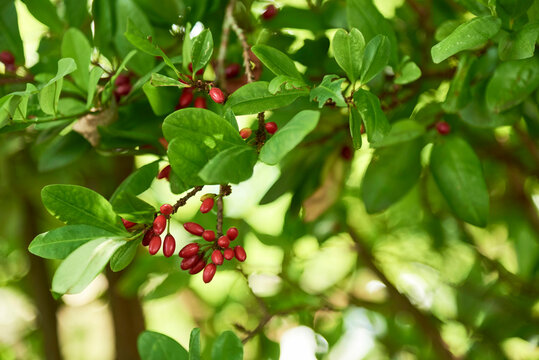 Close-up view of a plant of Erythroxylum coca, branch with green leaves and red berries.