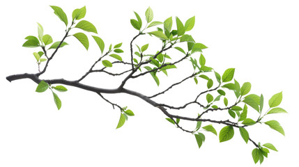Tree branch with green leaf 