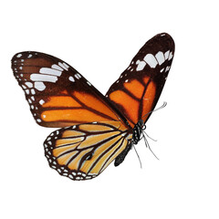 monarch butterfly isolated on white