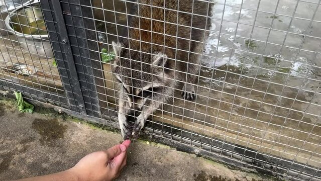 feeding a raccoon in a zoo cage. racoon eating vegetables like corn and carrot
