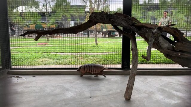 Pangolins (Tenggiling), sometimes known as scaly anteaters, are mammals of the order Pholidota. cute pangolin running back and forth in a cage at zoo