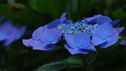 青い紫陽花が鮮やかな初夏の風景