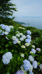 紫陽花で彩られた高台からの海と島々の眺望