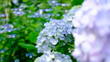 青い紫陽花が鮮やかな初夏の風景