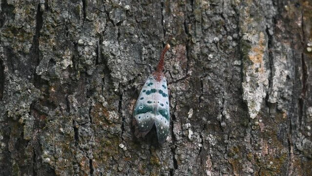 Moving to the right while camouflaging itself on the bark of the tree in the forest, Pyrops ducalis Lantern Bug, Thailand