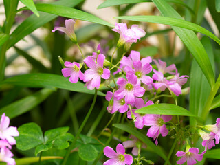 ムラサキカタバミの花