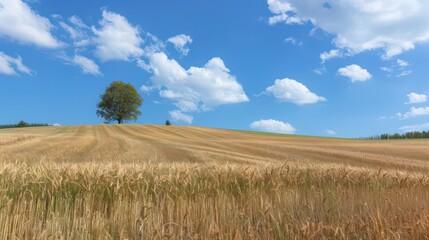 Fototapeta na wymiar wheat field on the hillside, light clouds on the blue sky