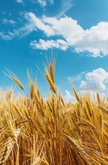 yellow barley, wheat in the countryside with blue sky