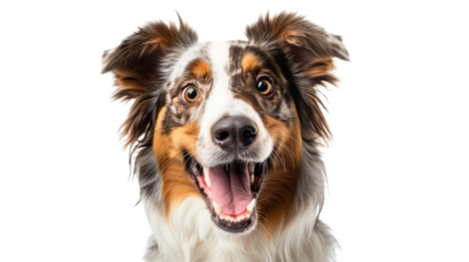 Australian Shepherd dog