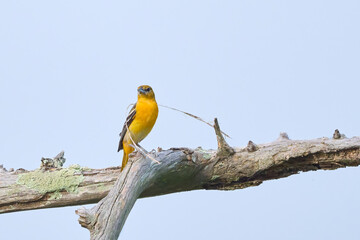 Baltimore Oriole, Icterus galbula, posing on a perk with nesting material in Black Bayou, Louisiana.