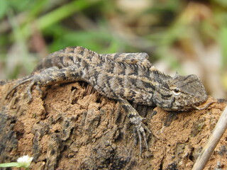 Chameleons on the tree
