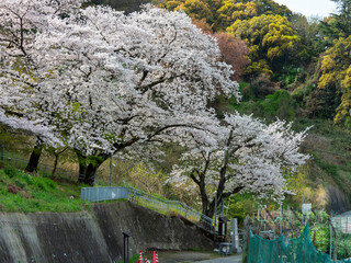 高尾山に咲く桜の花
