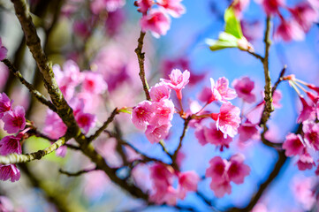 Beautiful Pink Cherry Blossom or Sakura flower blooming in blue sky on nature background