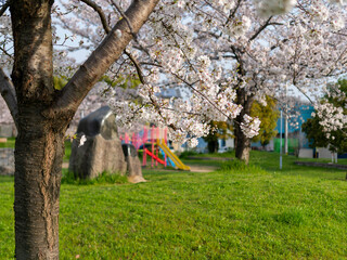公園に咲いた桜の花