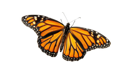 Fototapeta premium monarch butterfly