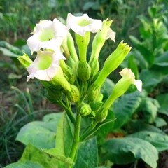 White flowers. Nicotine flowers Nicotiana alata is a species of tobacco. It is called jasmine...