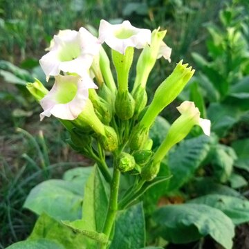 White flowers. Nicotine flowers Nicotiana alata is a species of tobacco. It is called jasmine tobacco,[2] sweet tobacco,[3] winged tobacco, tanbaku, and Persian tobacco.