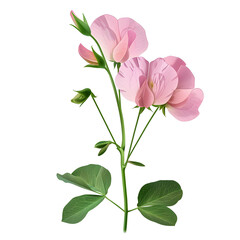Clipart illustration a sweet pea flower and leaves on white background. Suitable for crafting and digital design projects.[A-0002]