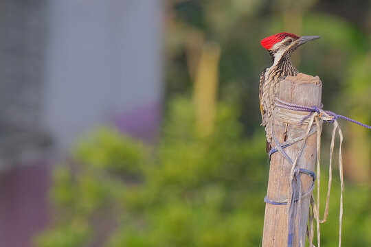 Lesser flameback woodpecker