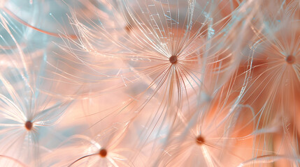 A close up of a dandelion with water droplets Peach fuzz, trendy color. 