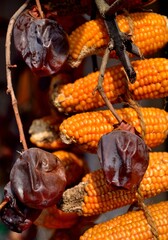 農家の軒先に吊るされた干しトウモロコシとぶどう
