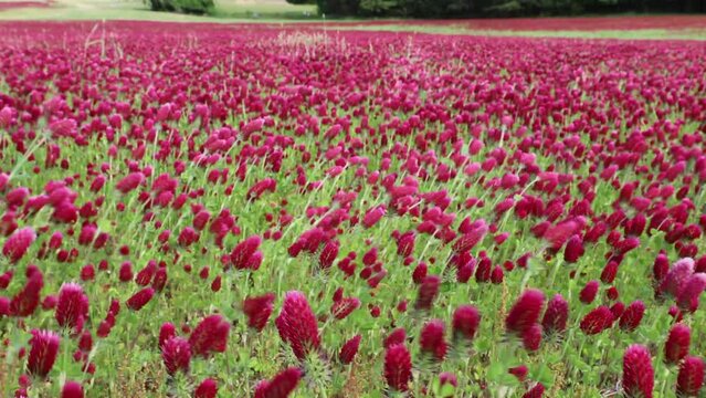 Prince Frederick, Maryland, USA A field of Crimson Clover flowers blowing in the wind in a field. 