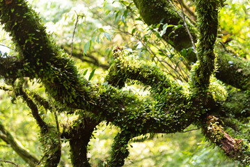 Beautiful Nature defocused bokeh green background, texture. Blurred crown trees in garden close-up....