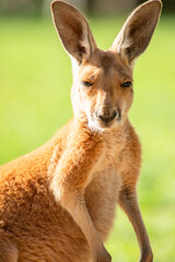 The red kangaroo joey explores its surroundings during the day. The red kangaroo is the largest of all kangaroos, the largest terrestrial mammal native to Australia, and the largest extant marsupial.