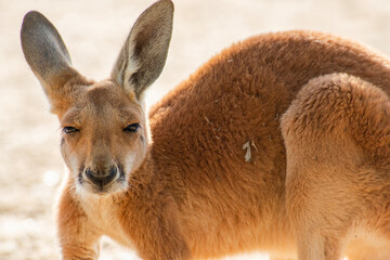 The red kangaroo joey explores its surroundings during the day. The red kangaroo is the largest of all kangaroos, the largest terrestrial mammal native to Australia, and the largest extant marsupial.