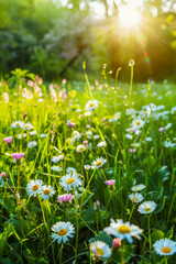 A field of flowers with a bright sun shining on them