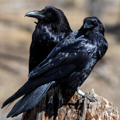 Two Common Ravens on a stump against a blurry background.