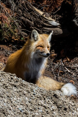 A close up of a red fox in Yellowstone National Park.