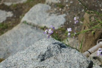 ハマダイコンの花