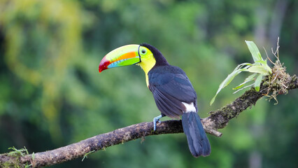 rear view clip of a keel-billed toucan perching on a branch