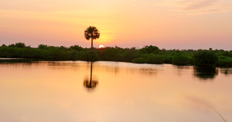 sunset shot of a palm tree and tidal lagoon in the wetlands at merritt island