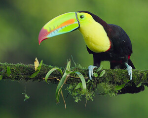 front view of a keel-billed toucan perching on a branch at boca tapada