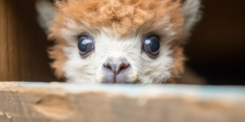 Obraz premium Curious Alpaca Peeking from Wooden Shelter An Adorable Animal Portrait
